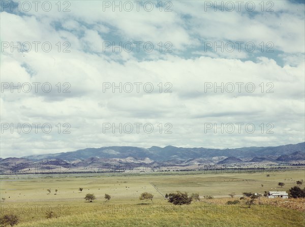 In the flat cattle country in the south western tip of Puerto Rico, 1942. Creator: Jack Delano.