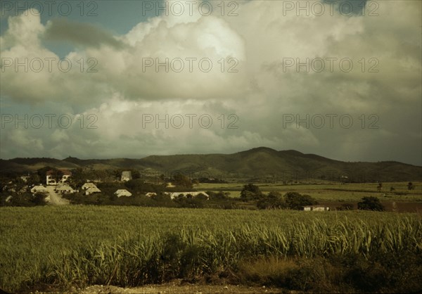 Sugar cane country, the Virgin Islands, 1941. Creator: Jack Delano.