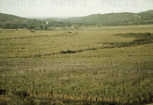 Sugar cane land, Yabucoa Valley? Puerto Rico, 1941. Creator: Jack Delano.