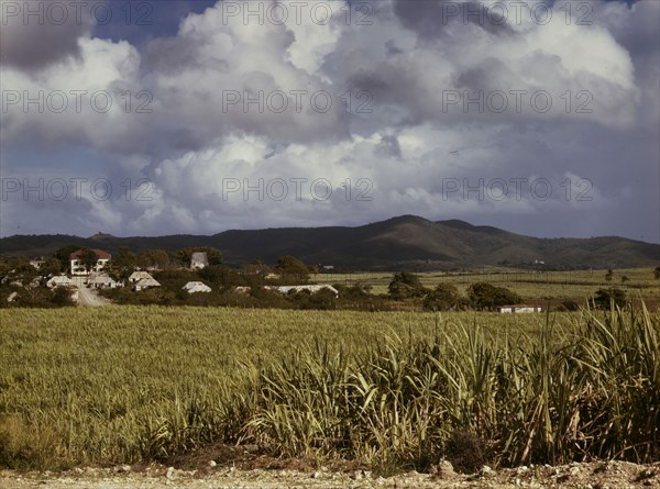 The Virgin Islands, sugar cane country, 1941. Creator: Jack Delano.