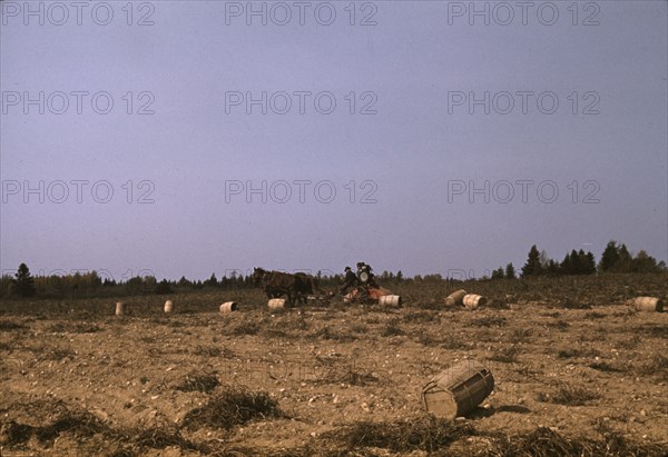A horse-drawn digger in operation on a (potato) farm run by...Caribou, Aroostook county, Maine, 1940 Creator: Jack Delano.
