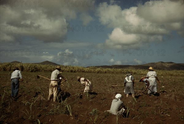 Cultivating sugar cane on the Virgin Islands Company land, vicinity of Bethlehem, Saint Croix, 1941. Creator: Jack Delano.