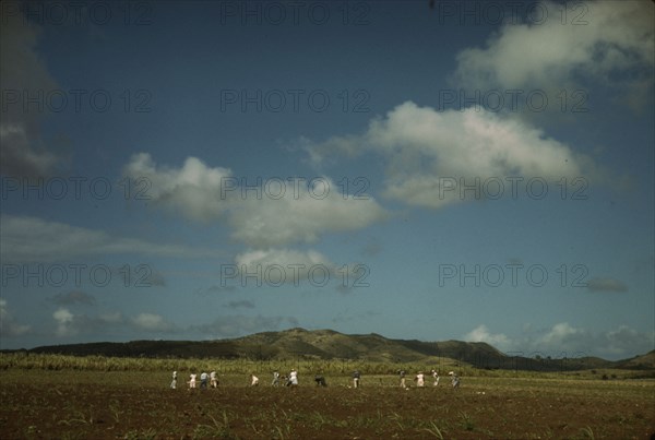 Cultivating sugar cane on the Virgin Islands Company land, vicinity of Bethlehem, St. Croix, 1941. Creator: Jack Delano.