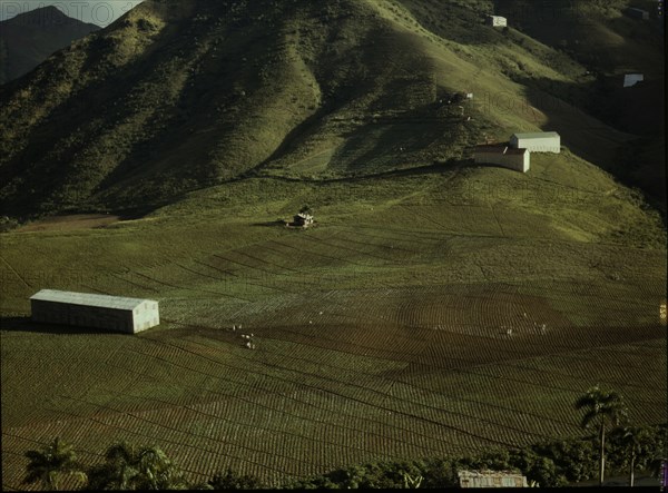 Cultivating tobacco at the Puerto Rico Reconstruction Administration..., Puerto Rico, 1941. Creator: Jack Delano.