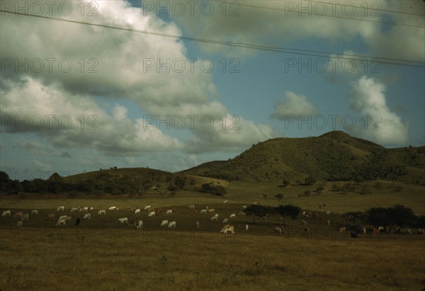 A cattle farm, vicinity of Christiansted, St. Croix, Virgin Islands, 1941. Creator: Jack Delano.