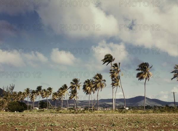 Palm trees along the road, vicinity of Christiansted, Saint Croix, Virgin Islands, 1941. Creator: Jack Delano.