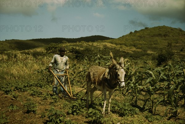 FSA borrower plowing his garden with one of the few plows used on the island, St. Croix, V.I., 1941. Creator: Jack Delano.