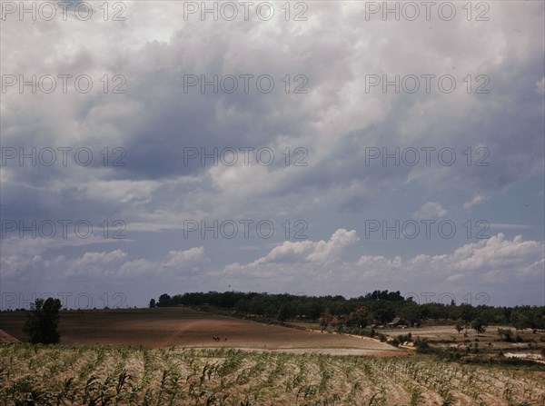 Corn field, Ga.?, 1941. Creator: Jack Delano.