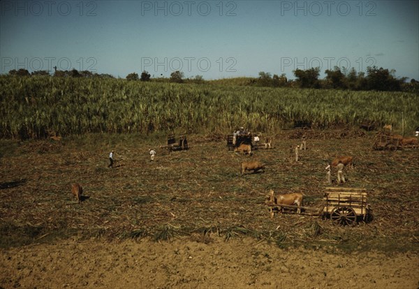 Harvesting sugar cane in a burned field, vicinity of Guanica, Puerto Rico. , 1942. Creator: Jack Delano.