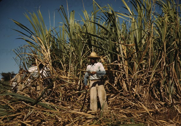 Sugar cane worker in the rich field, vicinity of Guanica, Puerto Rico, 1942. Creator: Jack Delano.