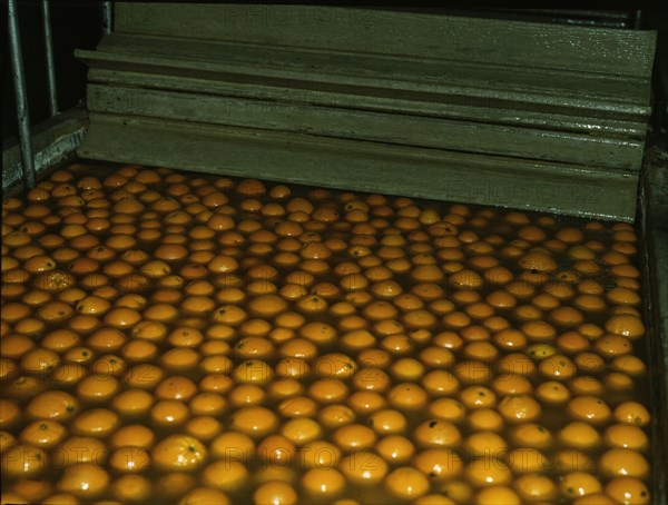 Washing oranges at an orange packing co-op, Redlands, Calif. , 1943. Creator: Jack Delano.