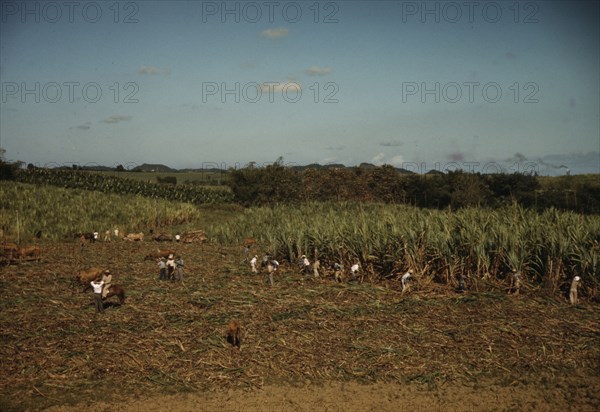 FSA borrowers harvesting sugar cane cooperatively on a farm, vicinity Rio Piedras, Puerto Rico, 1941 Creator: Jack Delano.