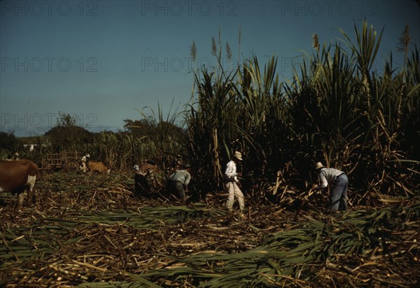 FSA borrowers harvesting sugar cane cooperatively on a farm, vicinity Rio Piedras, Puerto Rico, 1941 Creator: Jack Delano.