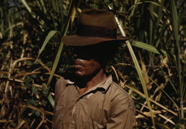 FSA borrower who is a member of a sugar cooperative, vicinity of Rio Piedras, Puerto Rico, 1942. Creator: Jack Delano.