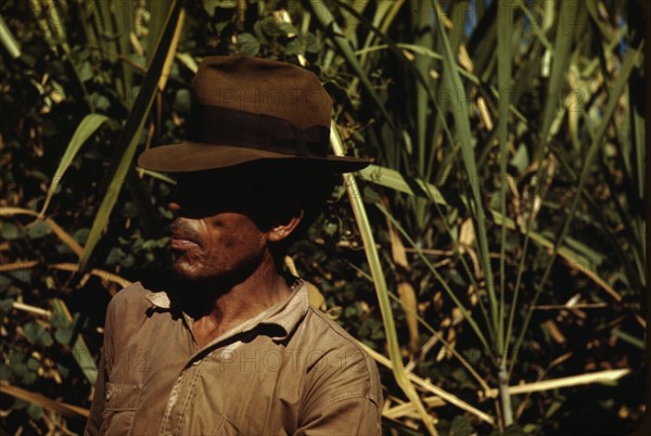 FSA borrower who is a member of a sugar cooperative, vicinity of Rio Piedras, Puerto Rico, 1942. Creator: Jack Delano.