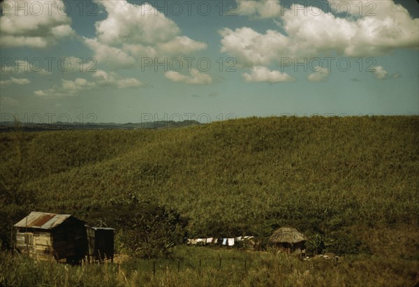 Sugar cane land, vicinity of Rio Piedras, Puerto Rico, 1941. Creator: Jack Delano.