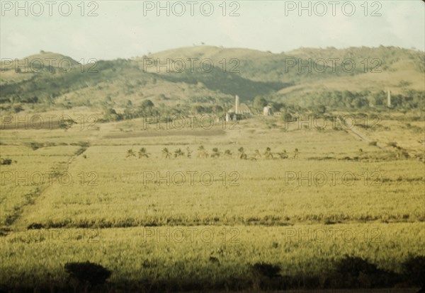 Sugar cane fields on the north-west part of the island, St. Croix island, Virgin Islands, 1941. Creator: Jack Delano.
