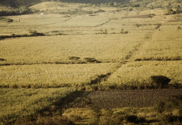 Sugar cane fields on the north-west part of the island, St. Croix island, Virgin Islands, 1941. Creator: Jack Delano.