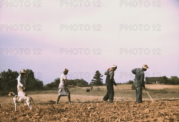 Chopping cotton on rented land near White Plains, Greene County, Ga., 1941. Creator: Jack Delano.