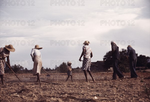 Chopping cotton on rented land near White Plains, Greene County, Ga., 1941. Creator: Jack Delano.