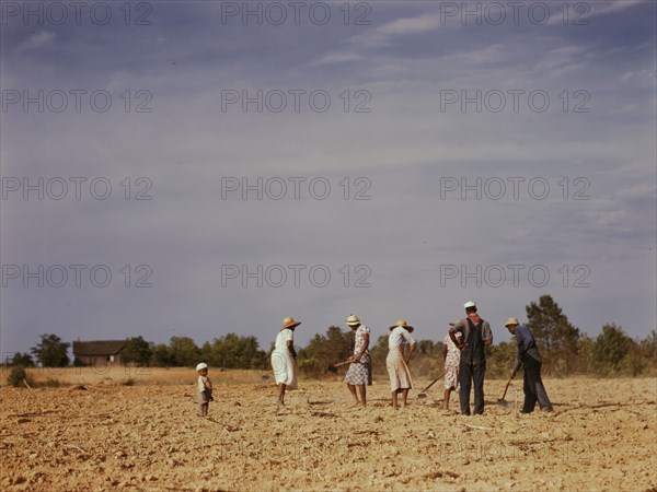 Chopping cotton on rented land near White Plains, Greene County, Ga., 1941. Creator: Jack Delano.