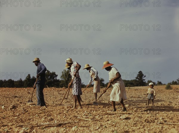 Chopping cotton on rented land near White Plains, Greene County, Ga., 1941. Creator: Jack Delano.