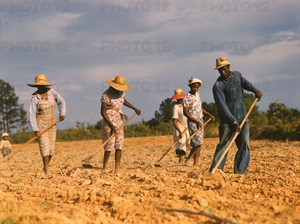 Chopping cotton on rented land near White Plains, Greene County, Ga., 1941. Creator: Jack Delano.