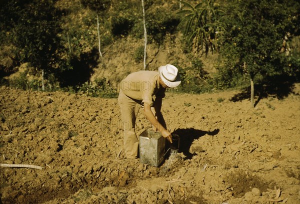 FSA borrower and member of Yauco tomato cooperative..., vicinity of Yauco, Puerto Rico, 1942. Creator: Jack Delano.