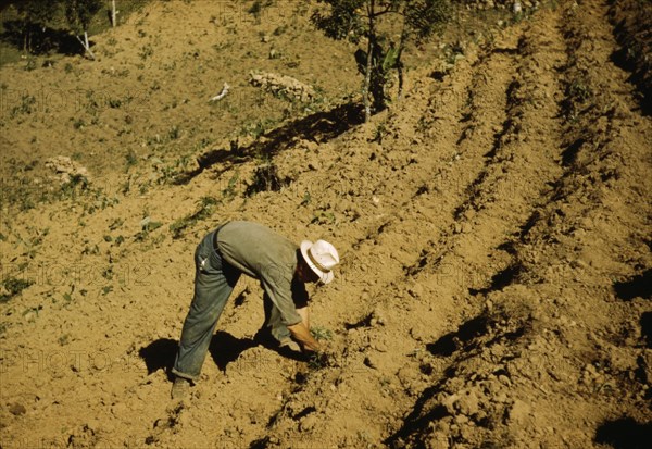 FSA borrower and member of Yauco tomato cooperative..., vicinity of Yauco, Puerto Rico, 1942. Creator: Jack Delano.