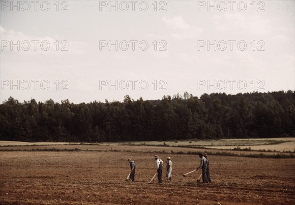 Chopping cotton, Greene County, Ga.?, ca. 1941. Creators: Marion Post Wolcott, Jack Delano.