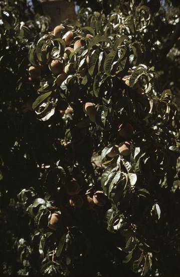 A branch of peaches in an orchard, Delta County, Colo., 1940. Creator: Russell Lee.