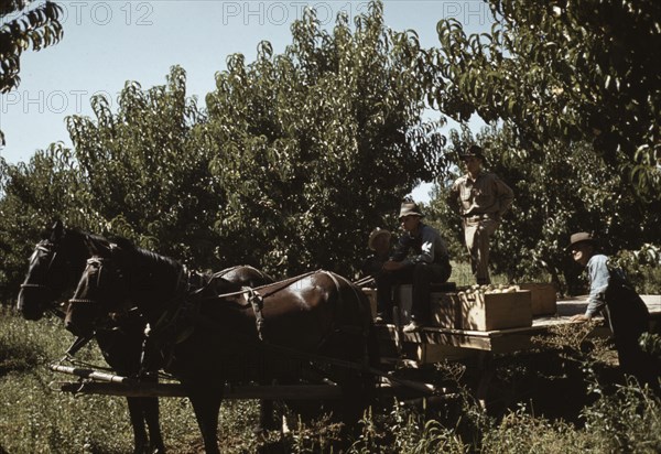 Crates of peaches being gathered from pickers to be hauled to..., Delta County, Colo., 1940. Creator: Russell Lee.