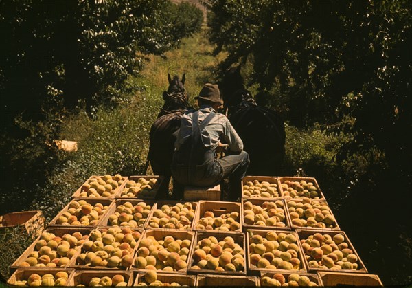 Hauling crates of peaches from the orchard to the shipping shed, Delta County, Colo., 1940. Creator: Russell Lee.