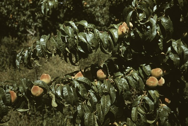 Peach trees in an orchard, Delta County, Colo., 1940. Creator: Russell Lee.