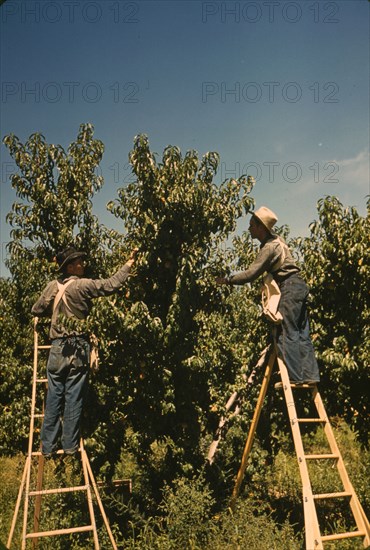 Pickers in a peach orchard, Delta County, Colo., 1940. Creator: Russell Lee.