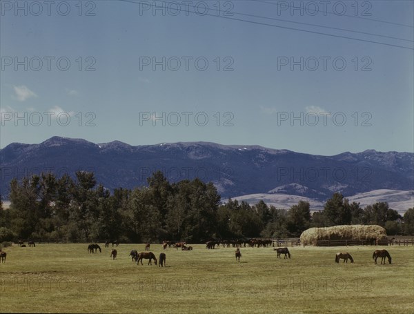 Horse breeding ranch, Grant Co., Oregon, 1942. Creator: Russell Lee.