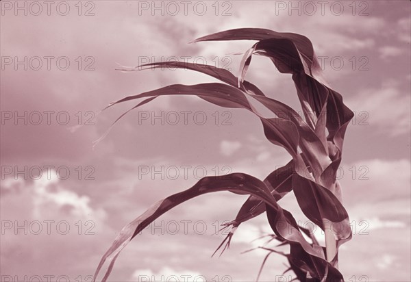 Corn near Muskogee, Oklahoma, 1939 or 1940. Creator: Russell Lee.