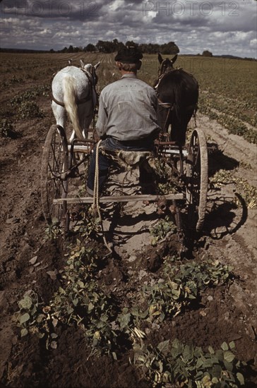 Bill Stagg turning up pinto beans, Pie Town, New Mexico, 1940. Creator: Russell Lee.