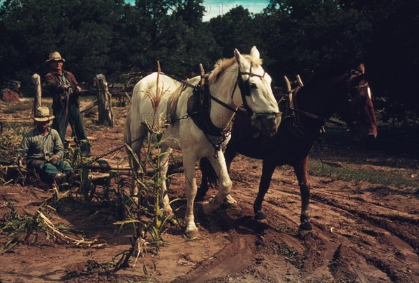 Harvesting new corn from the field of Jim Norris, Pie Town, New Mexico, 1940. Creator: Russell Lee.