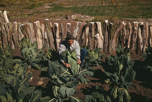 Mr. Leatherman, homesteader, tying up cauliflower, Pie Town, New Mexico, 1940. Creator: Russell Lee.