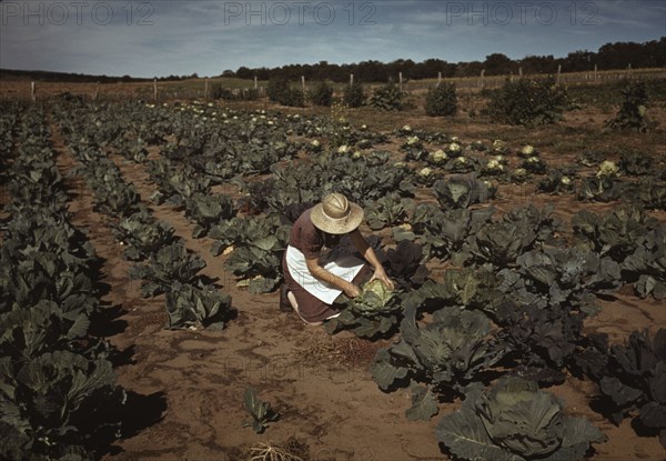 Mrs. Jim Norris with homegrown cabbage, one of the many vegetables..., Pie Town, New Mexico, 1940. Creator: Russell Lee.