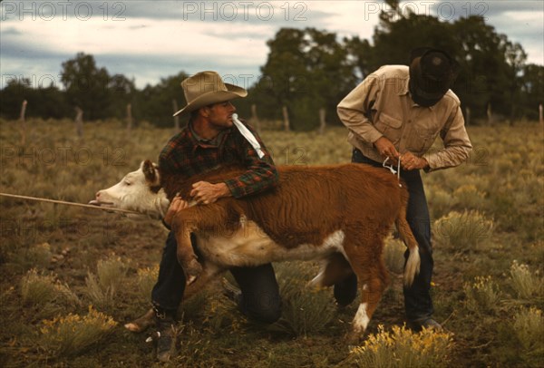 Tying a ribbon on a calf's tail...feature attractions at the Pie Town, New Mexico Fair rodeo, 1940. Creator: Russell Lee.