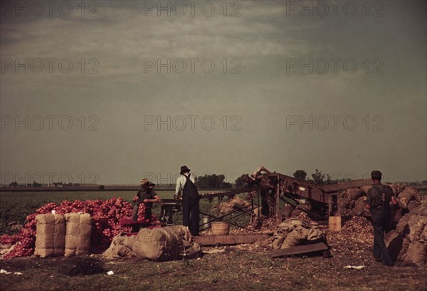 Grading and packing onions, Rice County, Minnesota, 1939. Creator: Arthur Rothstein.