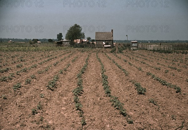 Farm in southern U.S. ... Louisiana?, ca. 1940. Creator: Marion Post Wolcott.