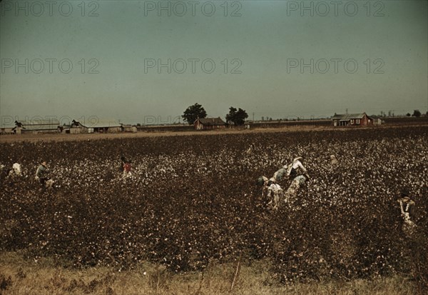 Day laborers picking cotton near Clarksdale, Miss., 1939. Creator: Marion Post Wolcott.