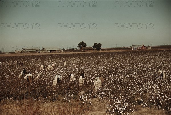 Day laborers picking cotton near Clarksdale, Miss., 1939. Creator: Marion Post Wolcott.