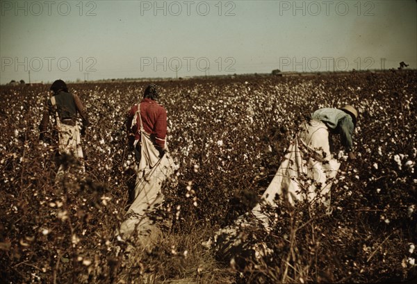 Day laborers picking cotton near Clarksdale, Miss., 1939. Creator: Marion Post Wolcott.