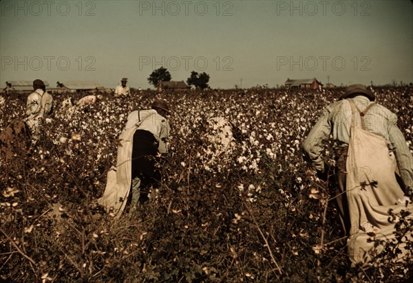 Day laborers picking cotton near Clarksdale, Miss., 1939. Creator: Marion Post Wolcott.