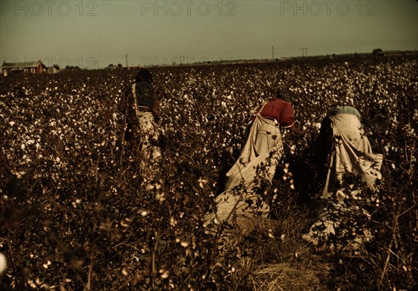 Day laborers picking cotton near Clarksdale, Miss., 1939. Creator: Marion Post Wolcott.