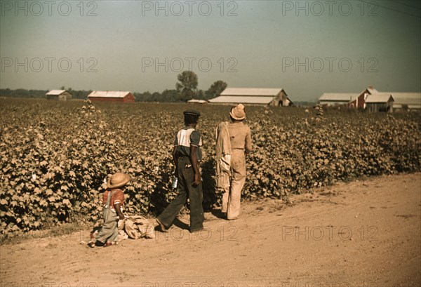 Day laborers picking cotton near Clarksdale, Miss., 1939. Creator: Marion Post Wolcott.